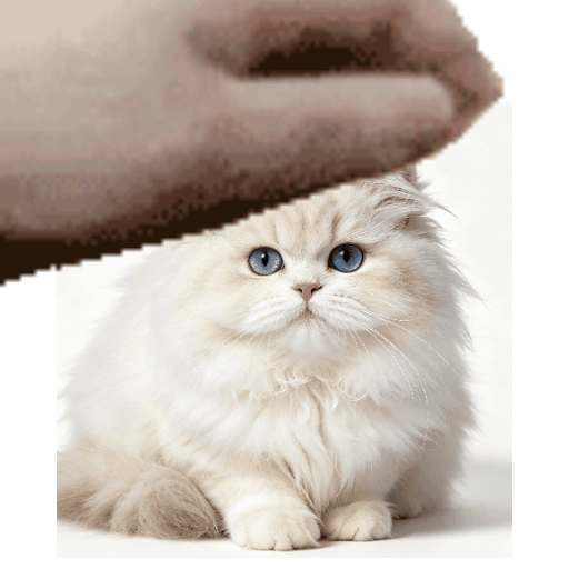 仙女波斯猫